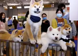 成都国际宠物展-成都宠博会